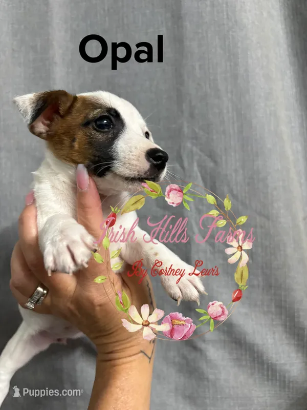 Opal – Jack Russell Terrier puppy for sale in Dover, FL