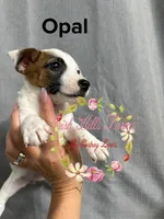 Opal, a female Jack Russell Terrier for sale in Dover, FL – 1 of 3