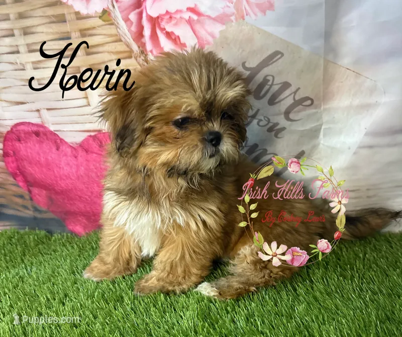 Kevin – Maltese, Shih Tzu puppy for sale in Dover, FL