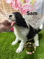 Sam , a male Poodle - Miniature  for sale in Dover, FL – 5 of 5