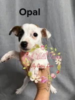 Opal, a female Jack Russell Terrier for sale in Dover, FL – 2 of 3