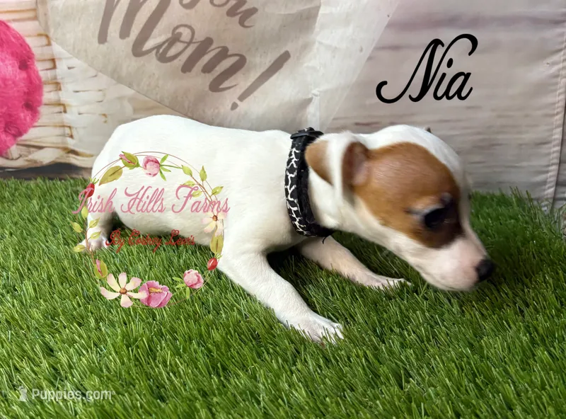Nia – Jack Russell Terrier puppy for sale in Dover, FL