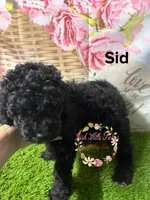 Sid, a male Poodle - Miniature  for sale in Dover, FL – 2 of 5