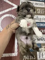 Milo, a male Shih Tzu for sale in Dover, FL – 2 of 4