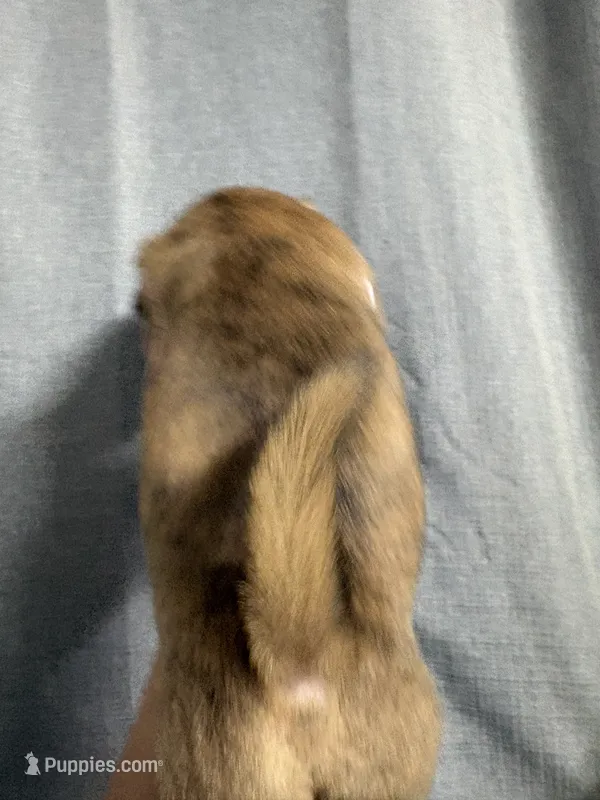 Landon – Jack Russell Terrier, Shih Tzu puppy for sale in Dover, FL