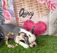 Quincy, a male Boston Terrier for sale in Dover, FL – 4 of 10