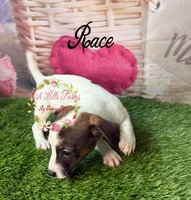 Race, a male Jack Russell Terrier for sale in Dover, FL – 5 of 7