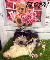 Taden, a male Maltese and Shih Tzu for sale in Dover, FL – 2 of 7