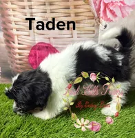 Taden, a male Maltese and Shih Tzu for sale in Dover, FL – 2 of 3