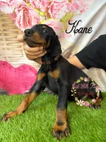 Kane, a male Doberman Pinscher for sale in Dover, FL – 3 of 4