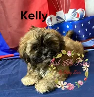 Kelly , a female Maltese and Shih Tzu for sale in Dover, FL – 7 of 9