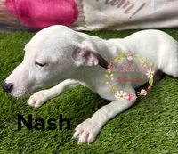 Nash, a male Jack Russell Terrier for sale in Dover, FL – 5 of 5