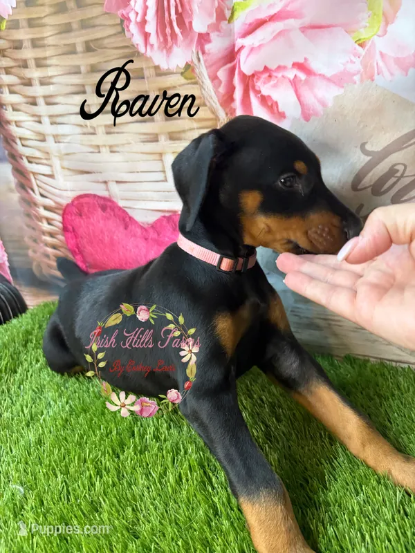 Raven – Doberman Pinscher puppy for sale in Dover, FL