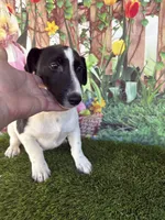 Dale, a male Jack Russell Terrier for sale in Dover, FL – Photo 10 of 10