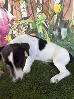 Dale, a male Jack Russell Terrier for sale in Dover, FL – Photo 3 of 10