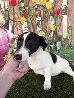 Dale, a male Jack Russell Terrier for sale in Dover, FL – Photo 5 of 10