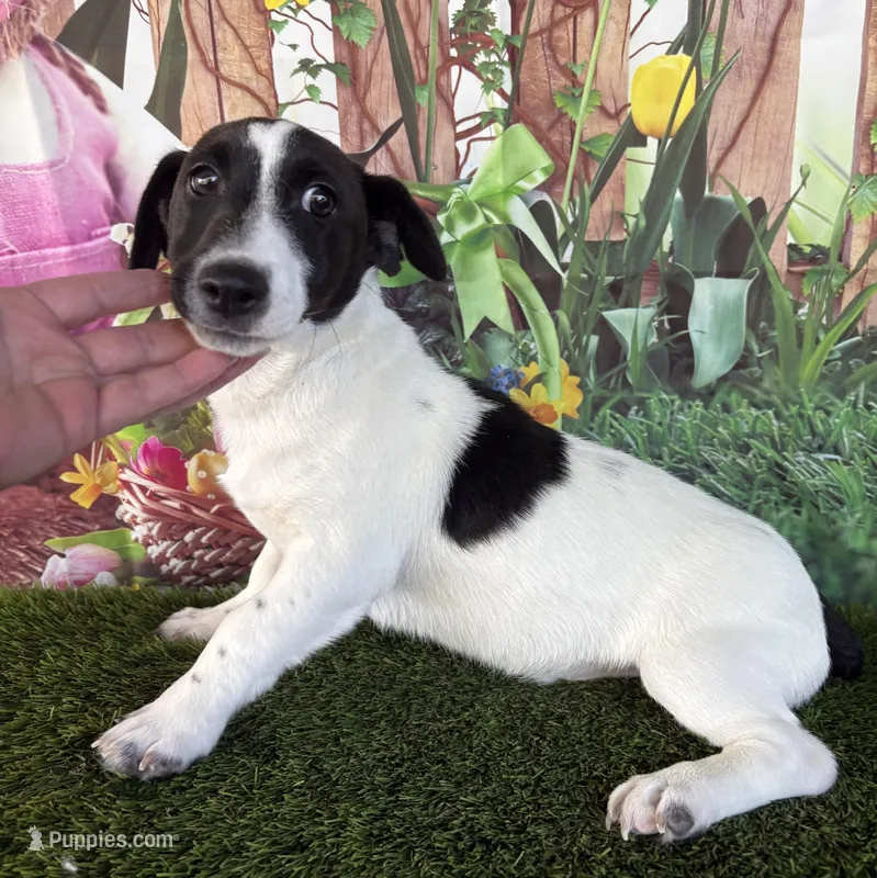 Dale – Jack Russell Terrier puppy for sale in Dover, FL