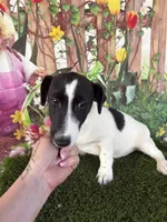 Dale, a male Jack Russell Terrier for sale in Dover, FL – Photo 6 of 10