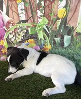 Dale, a male Jack Russell Terrier for sale in Dover, FL – Photo 2 of 10