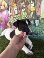 Dale, a male Jack Russell Terrier for sale in Dover, FL – Photo 8 of 10