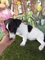 Dale, a male Jack Russell Terrier for sale in Dover, FL – Photo 4 of 10