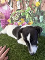 Dale, a male Jack Russell Terrier for sale in Dover, FL – Photo 9 of 10