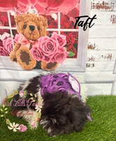 Taft, a male Maltese and Shih Tzu for sale in Dover, FL – 6 of 10