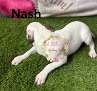 Nash, a male Jack Russell Terrier for sale in Dover, FL – 3 of 5