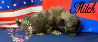 Mitch, a male Shih Tzu for sale in Dover, FL – 6 of 8