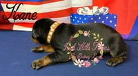 Kane, a male Doberman Pinscher for sale in Dover, FL – 4 of 7