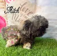 Mitch, a male Shih Tzu for sale in Dover, FL – 10 of 10