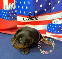 Nova, a female Doberman Pinscher for sale in Dover, FL – 6 of 6