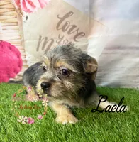 Laela, a female Jack Russell Terrier and Shih Tzu for sale in Dover, FL – 4 of 8