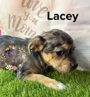 Lacey, a female Jack Russell Terrier and Shih Tzu for sale in Dover, FL – 6 of 7