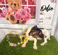 Odie, a female Jack Russell Terrier for sale in Dover, FL – 3 of 7