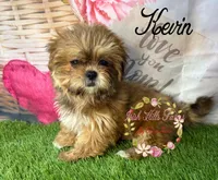 Kevin, a male Maltese and Shih Tzu for sale in Dover, FL – 2 of 7