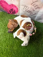 Pete, a male Jack Russell Terrier for sale in Dover, FL – 6 of 8