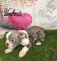 Umberto, a male Boston Terrier for sale in Dover, FL – 5 of 6
