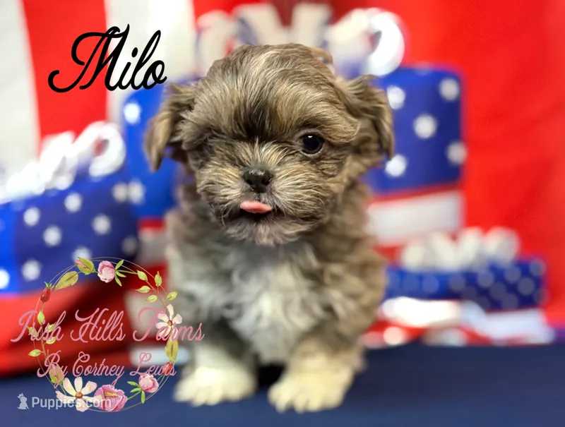 Milo – Shih Tzu puppy for sale in Dover, FL