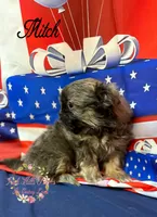 Mitch, a male Shih Tzu for sale in Dover, FL – 7 of 8