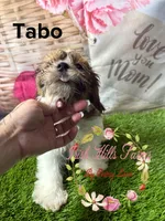 Tabo, a male Maltese and Shih Tzu for sale in Dover, FL – 4 of 4