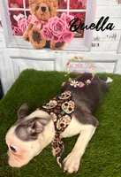 Quella, a female Boston Terrier for sale in Dover, FL – 2 of 10