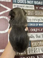 Mitch, a male Shih Tzu for sale in Dover, FL – 4 of 8