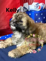 Kelly , a female Maltese and Shih Tzu for sale in Dover, FL – 6 of 9