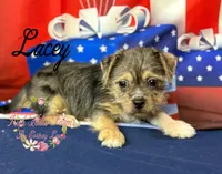 Lacey, a female Jack Russell Terrier and Shih Tzu for sale in Dover, FL – 2 of 7