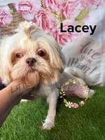 Lacey, a female Shih Tzu for sale in Dover, FL – 4 of 5