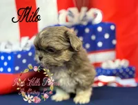 Milo, a male Shih Tzu for sale in Dover, FL – 7 of 9