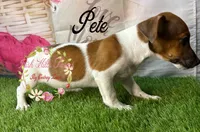 Pete, a male Jack Russell Terrier for sale in Dover, FL – 7 of 8