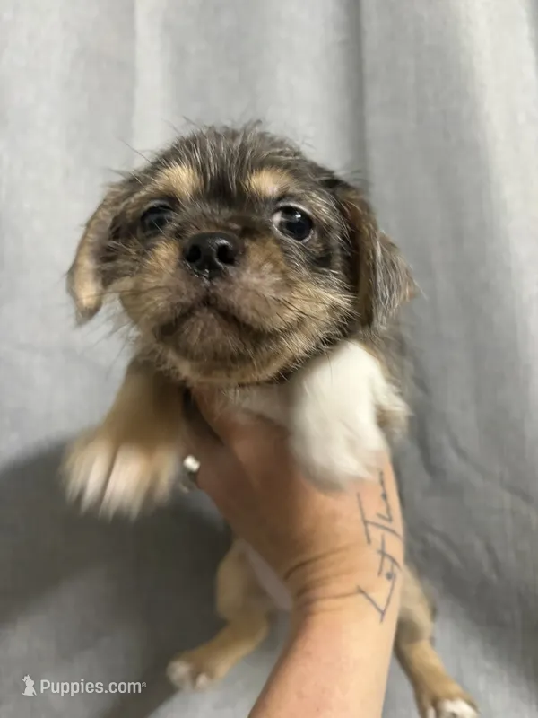 Lacey – Jack Russell Terrier, Shih Tzu puppy for sale in Dover, FL