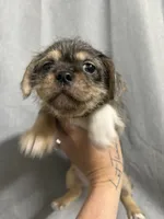 Lacey, a female Jack Russell Terrier and Shih Tzu for sale in Dover, FL – 1 of 3